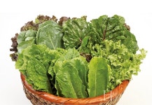 건강과 친환경 보장하는 신선한 유기농 쌈채