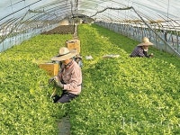 건강과 친환경 보장하는 신선한 유기농 쌈채