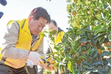 제주 미래 50년 견인할 차세대 감귤산업 육성