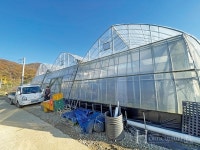 부드러운 식감과 높은 당도의 퇴촌 토마토