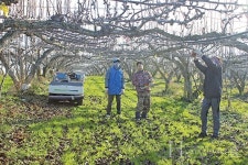 전지부터 시설 관리·판매까지 분주한 겨울 전국 제일가는 신품종 배 농장 돼야죠