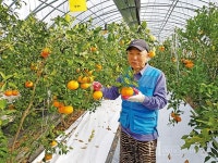 정읍 홍예향, 당도와 식감 잡고 진심까지 담았네