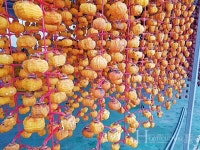 햇빛과 바람이 만든 흑곶감, 이 맛이 1품일세