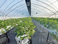 공학 박사가 재배한 달디 단 양평 딸기