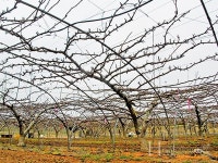 월동을 위한 겨울철 병해충 방제기술