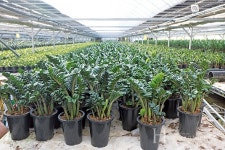 높은 희소성과 고급미, 개업선물로 인기만점인 보석금전수