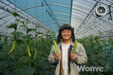 공주 오이의 양액재배 뿌리내리고파