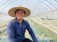 천연 항균 숯 퇴비로 자라는 고품질 수박