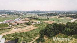 농장 앞에 줄서서 구매하는 특등 복숭아