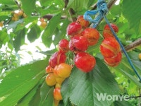 폭염·장마철 병해충 방제 당부