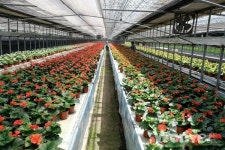 사계절 꽃을 보는 베고니아