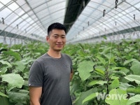 학습에 기반한 영농으로 특상품질 가지 생산
