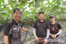 고품질 포도 70% 직거래로 판매