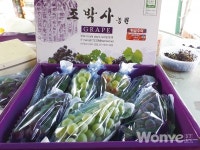 삼색의 다양한 포도를 맛보세요