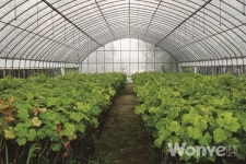 확신의 선택으로 고수익 안겨준 블랙사파이어