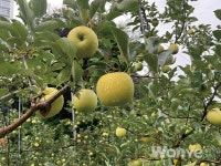 법인 통한 고품질 사과 유통... 농가 안정적 소득 노린다.