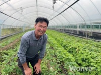 딸기, 양액과 토경 동시 재배... 맛도 그만큼 달아