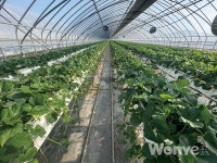 올해 최고품질 단지 선정... 생거진천딸기작목반