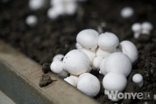 소비자·농가 취향 모두 고려한  백색 양송이 이담