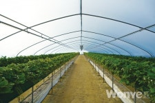 할 수 있다는 의지가 만들어낸 인기 딸기체험장