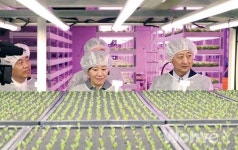 수직농장, 규제를 넘어 수출산업으로