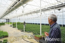 유럽에서 인정 받은 다이아 금전수