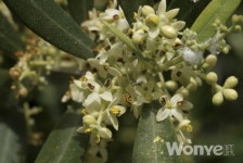 반려식물 이야기 올리브나무