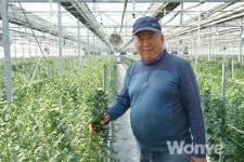 경쟁력 있는 국산 하얀 국화 백강