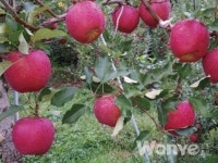 농산물 생산자 물가는 안정세