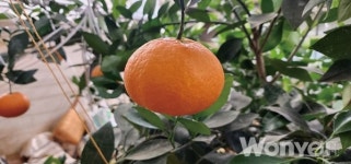 겨울철에 고급선물용으로 제격인 레드향