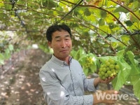 고품질 샤인머스캣 수출 통해 고수익 이뤄