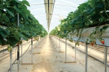 고품질 킹스베리 재배법 언제든 오픈할 것