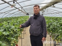 풍부한 햇살과 맑은 물로 키워낸 고품질 딸기