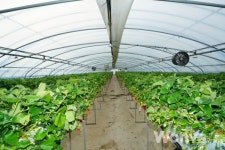 풍부한 햇살과 맑은 물로 키워낸 고품질 딸기