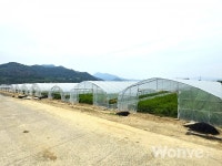 최고 품질 당근으로 지속가능 농업에 기여할 것