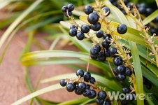 기침·인후염을 치유하고 폐기능을 향상시키는 맥문동(麥門冬)