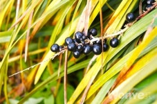 기침·인후염을 치유하고 폐기능을 향상시키는 맥문동(麥門冬)