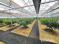 말랑달콤하고 향긋한 애플망고 드시러 옵서예