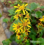 향긋하고 달콤 쌉싸름한 영양 산채, 곰취