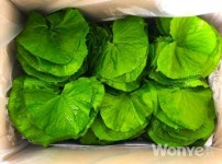 향긋하고 달콤 쌉싸름한 영양 산채, 곰취