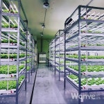 청년 농업인의 식물공장 도전과 비전