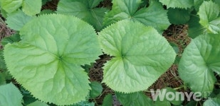 향긋하고 은은한 단맛 가진 영양 산채 곤달비