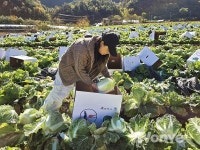 청정해풍과 농민의 땀으로 키운 고품질 배추로 한국의 맛을 전하다