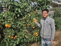 탱글탱글 새콤달콤한 만감류와 얼음딸기 맛보고 팜데이에서 행복한 팜크닉 즐겨요!