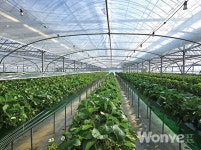 탱글탱글 새콤달콤한 만감류와 얼음딸기 맛보고 팜데이에서 행복한 팜크닉 즐겨요!