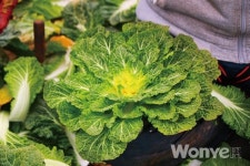 봄의 시작 알리는 아삭달콤한 봄동