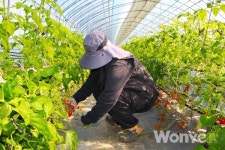 청년농부가 키운 달콤탱글한 고품질 방울토마토
