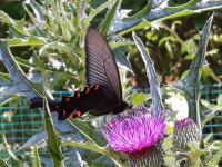 생태공원, 생태공원답게...호랑나비의 아름다운 비상을 보며 