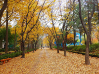 궁내동주민센터, 단풍 낙엽 거리 조성