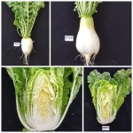 경기도 농기원, 24일 토종채소 무료 제공